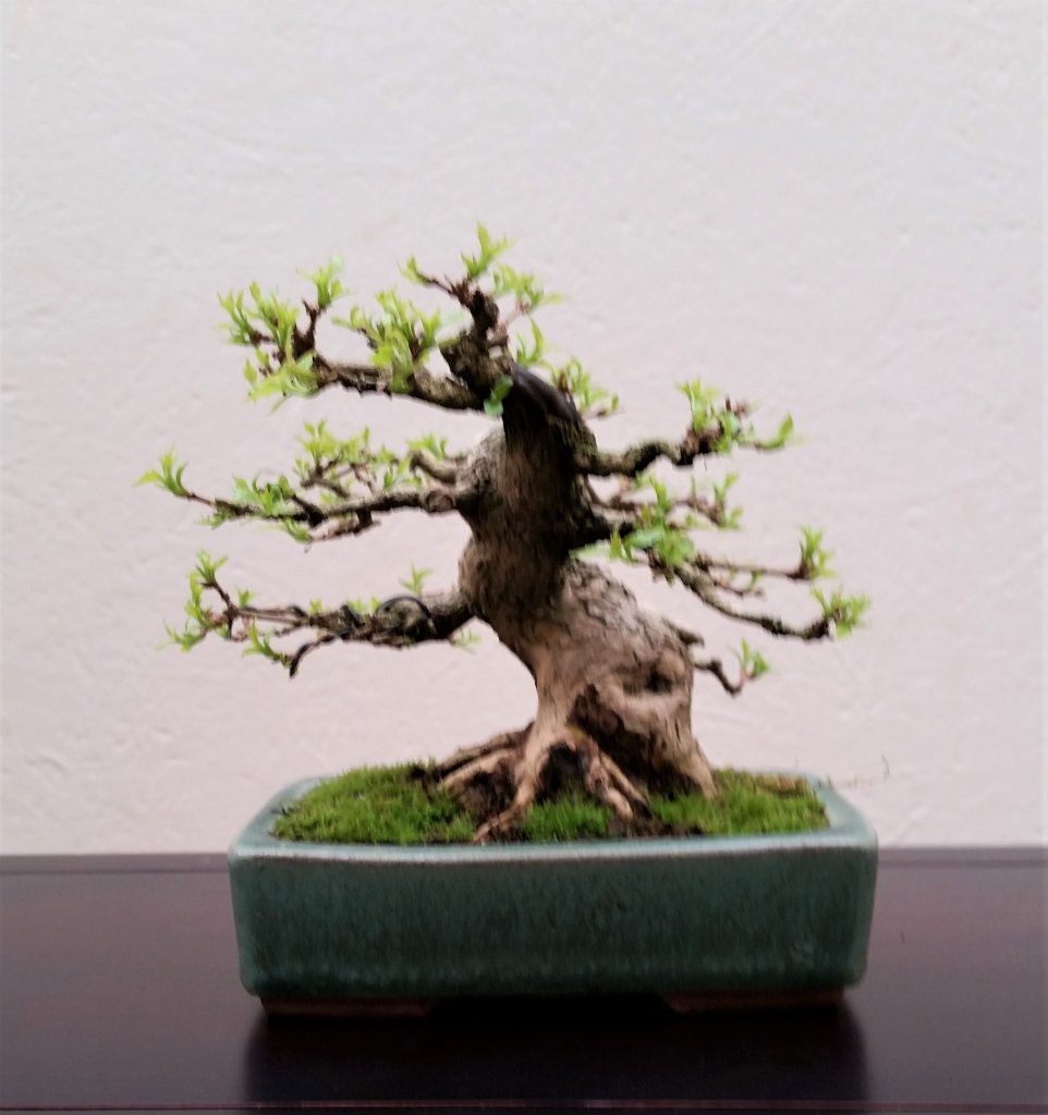 Premna Japonica  April 2016 WS mit Morten Albek, Düsseldorf