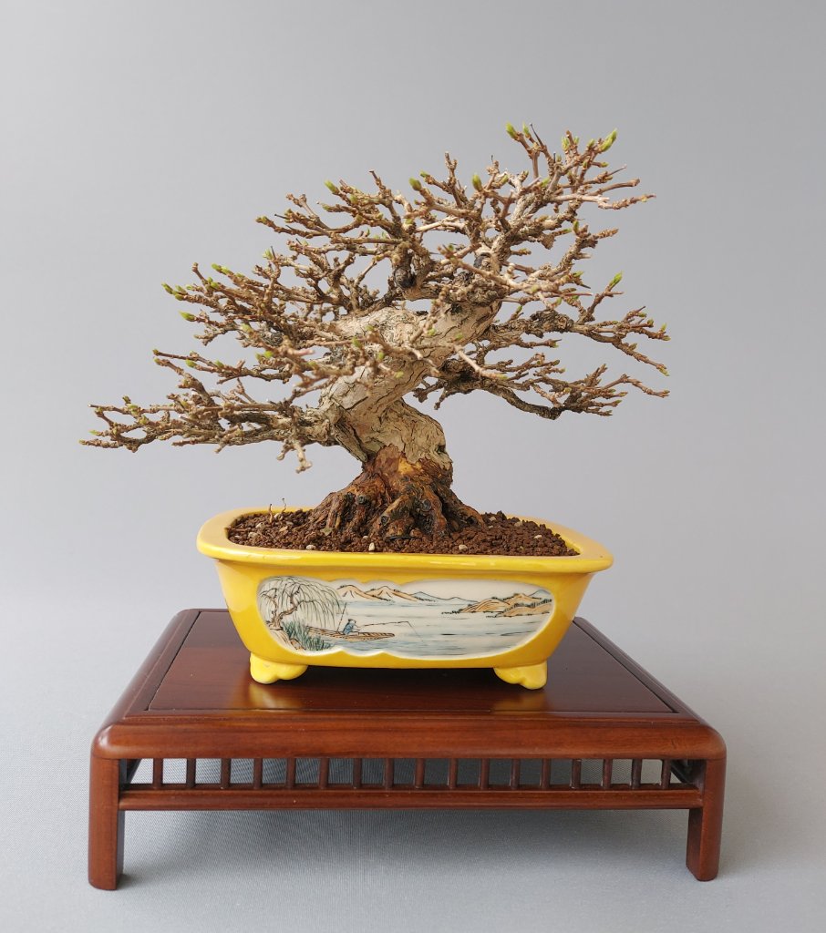Premna japonica, Schale Takao Koyo 26.03.2021