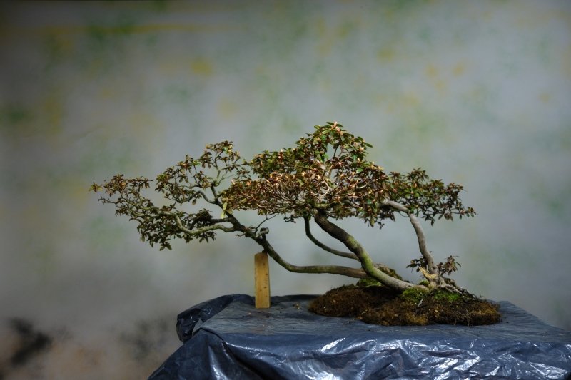 image007.jpg