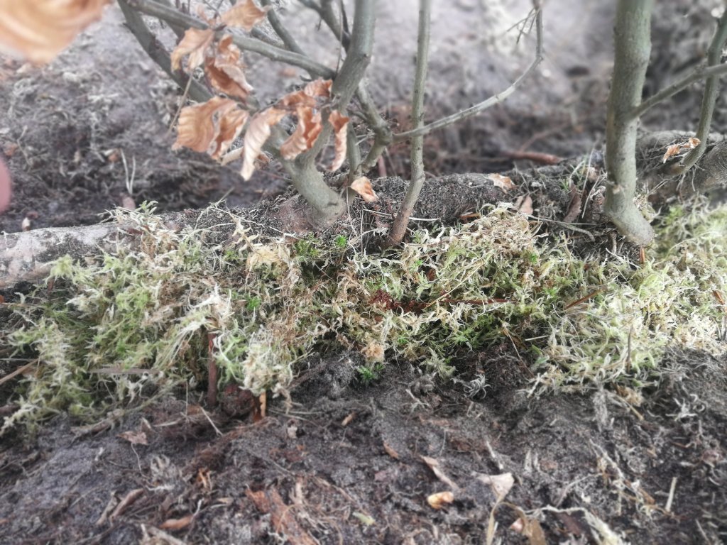 Sphagnum Moos aufgelegt
