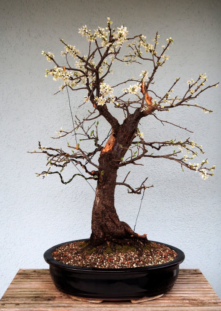 Prunus_1.jpg