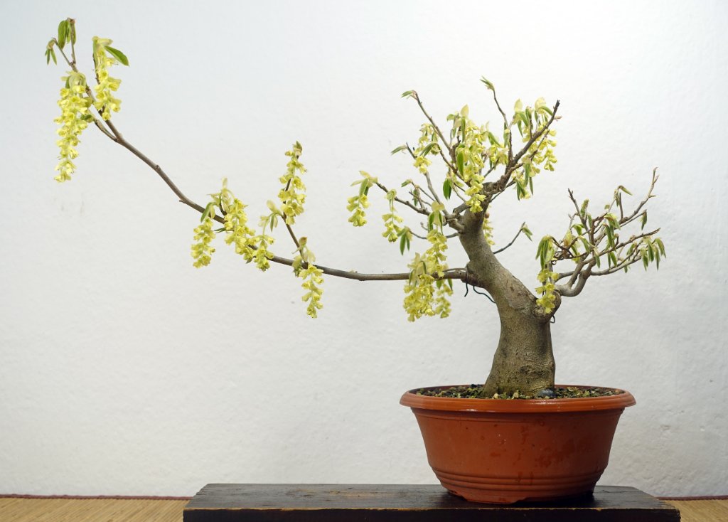 3. April 2021 - Scheinhasel  in Blüte