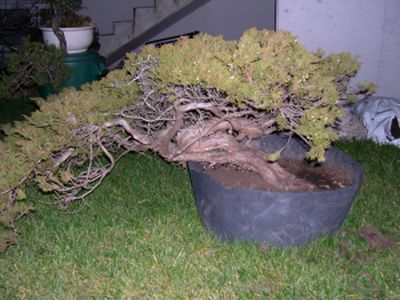 Der Baum ist ca . 1m breit..