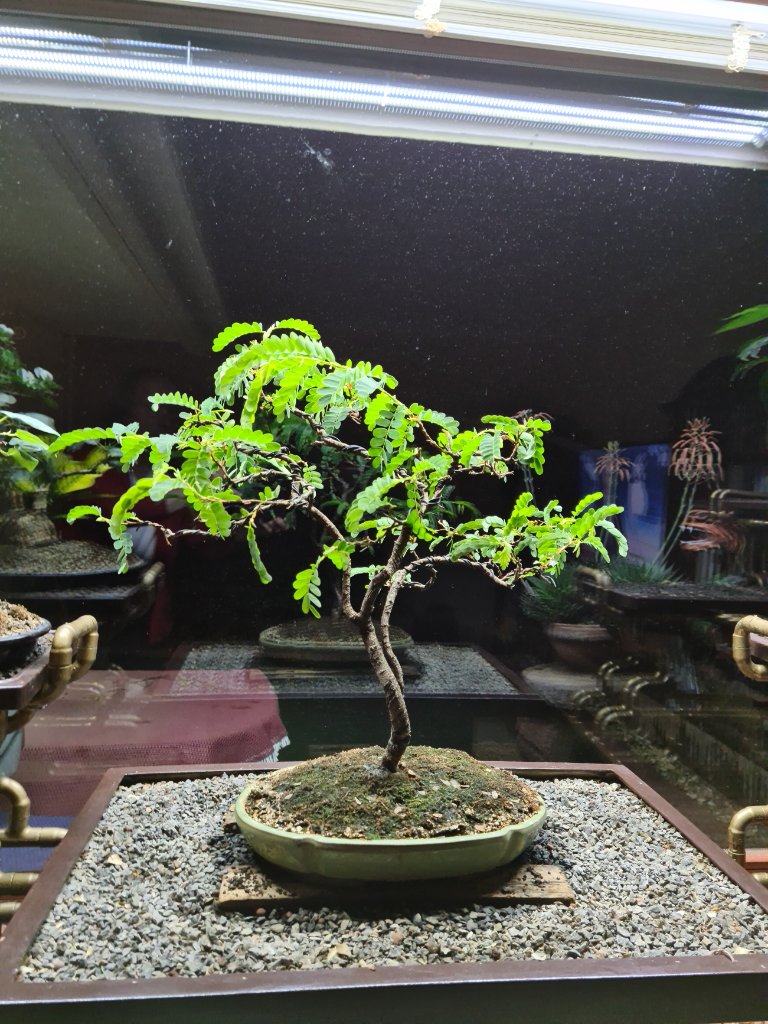 Tamarindus indicus.jpg