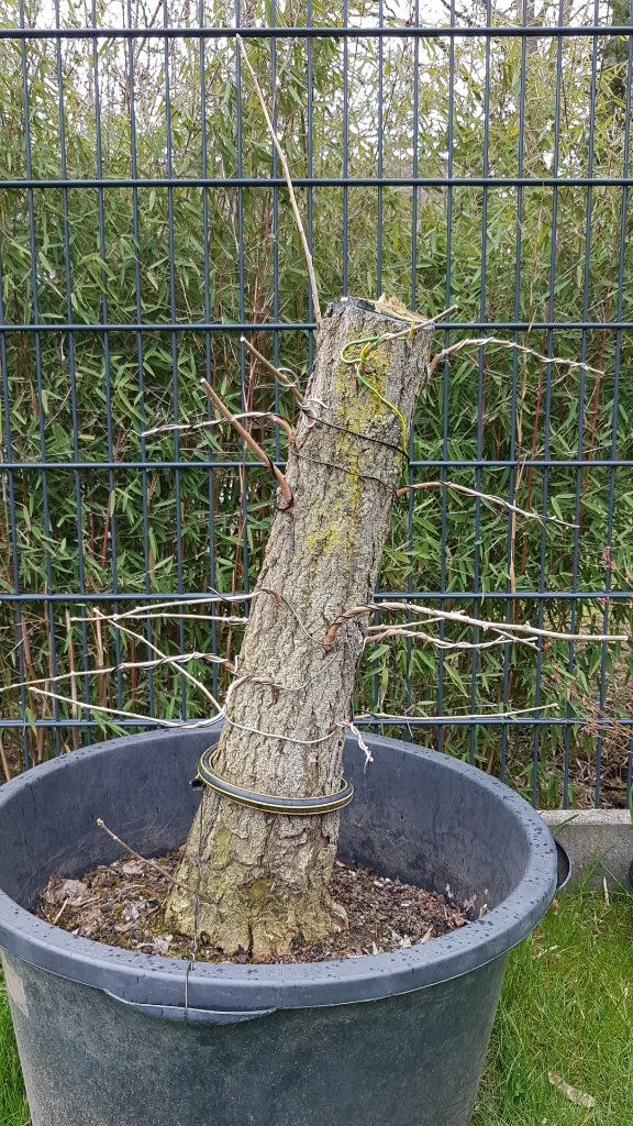 Ginkgo 1 April 2021 Front