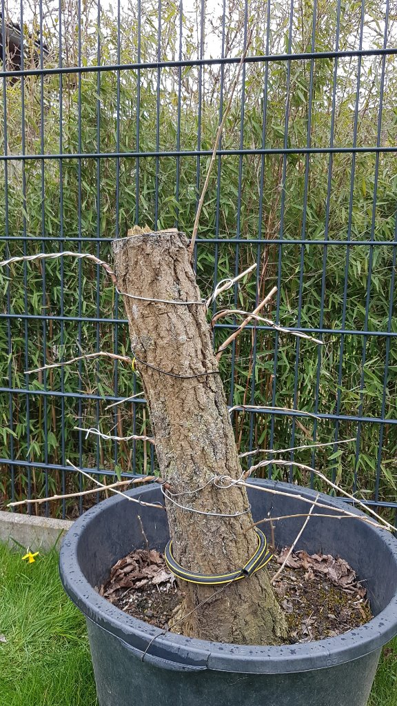 Ginkgo  1 April 2021 Rückseite