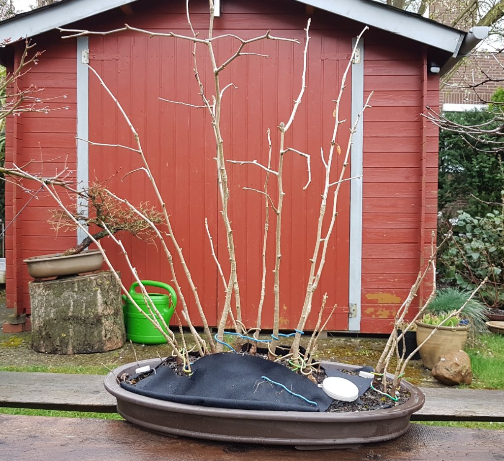 Ginkgowald 2 , April 2021