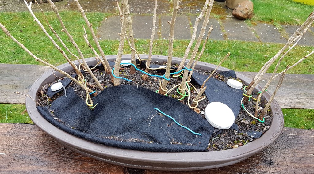 Ginkgowald 2 , April 2021