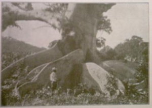 baum.jpg