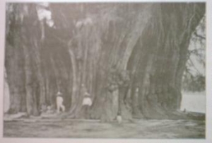baum1.jpg