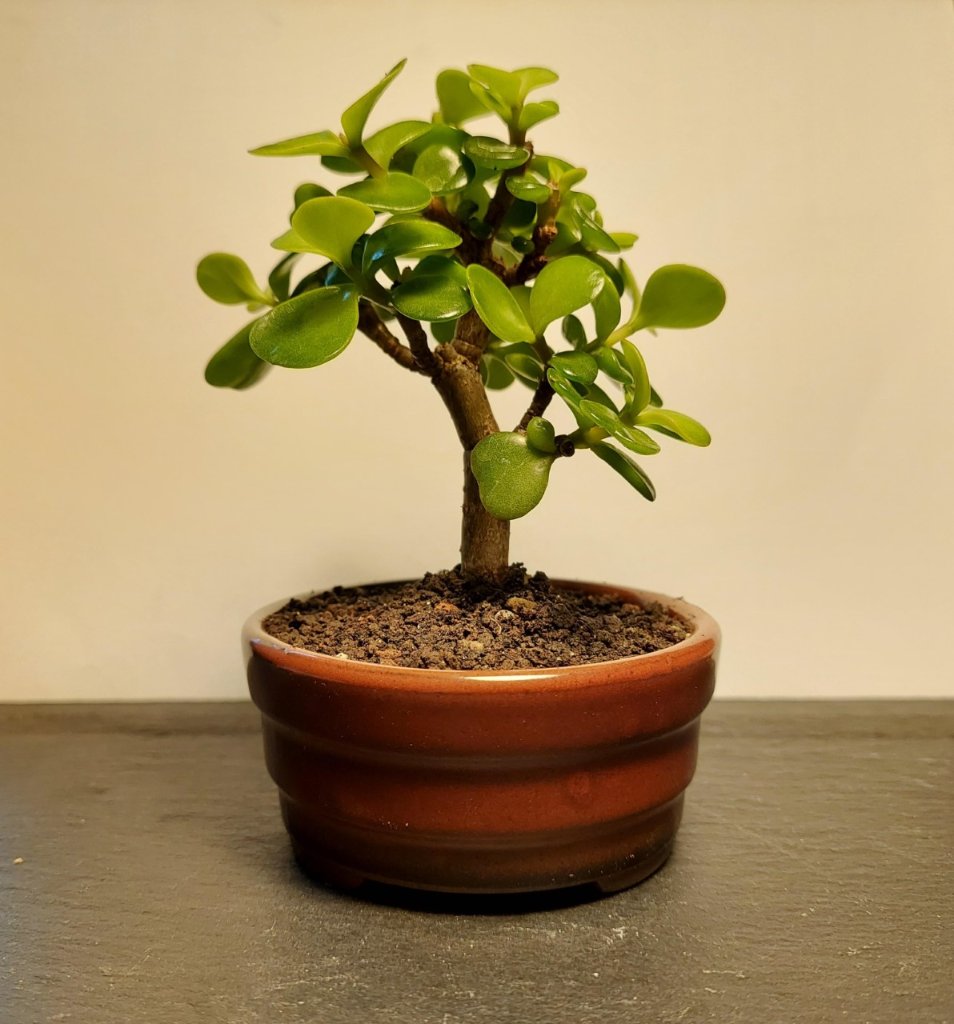 Portulacaria_weiß.jpg