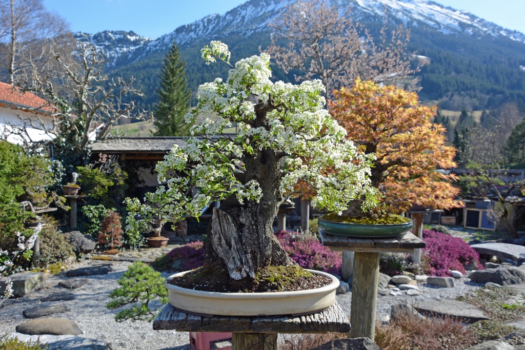 Prunus mahaleb.jpg