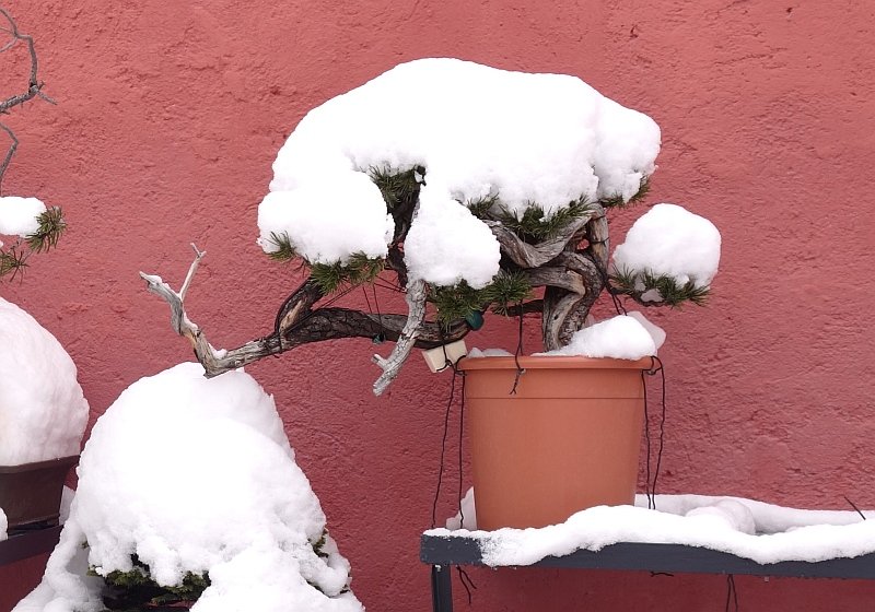 Überwinterung