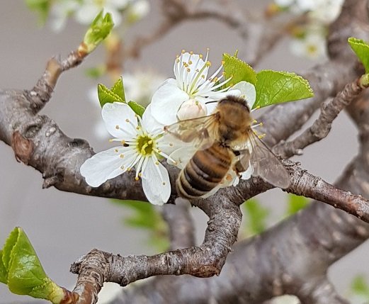 Blüte Mahaleb