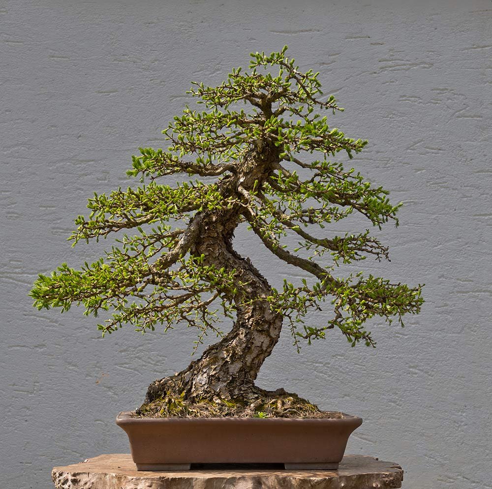 2021-04-TSC_3120ogx.jpg