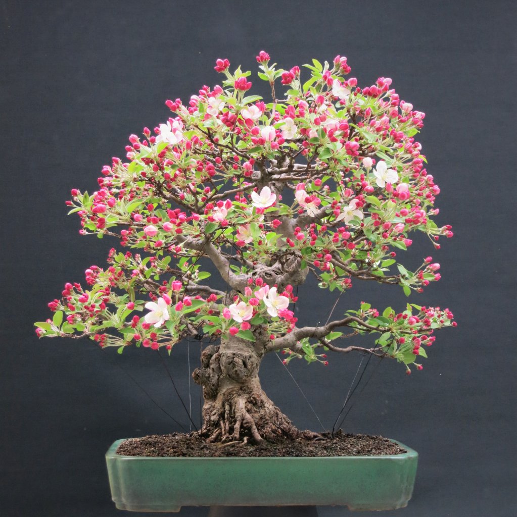 Malus 28.04.2021.JPG