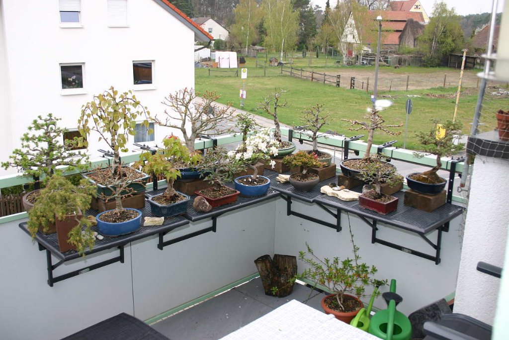 Bonsai_Balkon.JPG