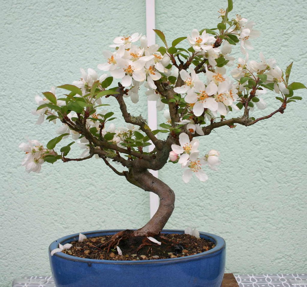 Apfel.JPG