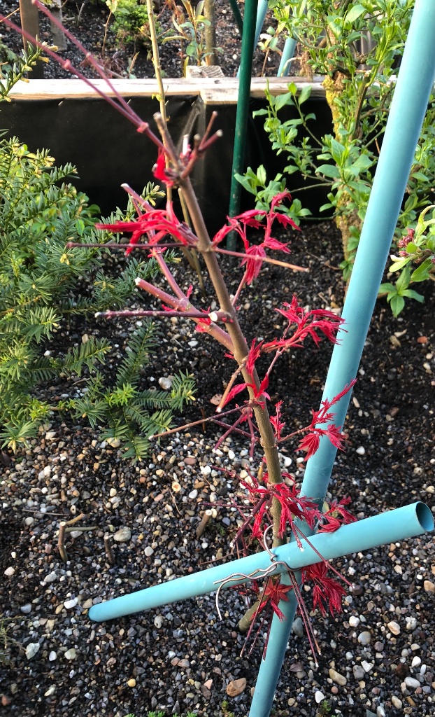 Acer palmatum Deshojo: vor 3 Jahren abgemoostter Gipfeltrieb