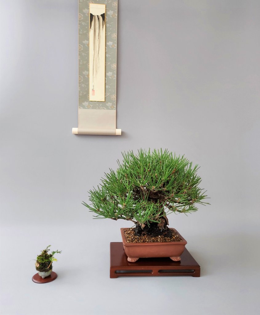Schwarzkiefer Pinus Thunbergii, Schale Tokoname