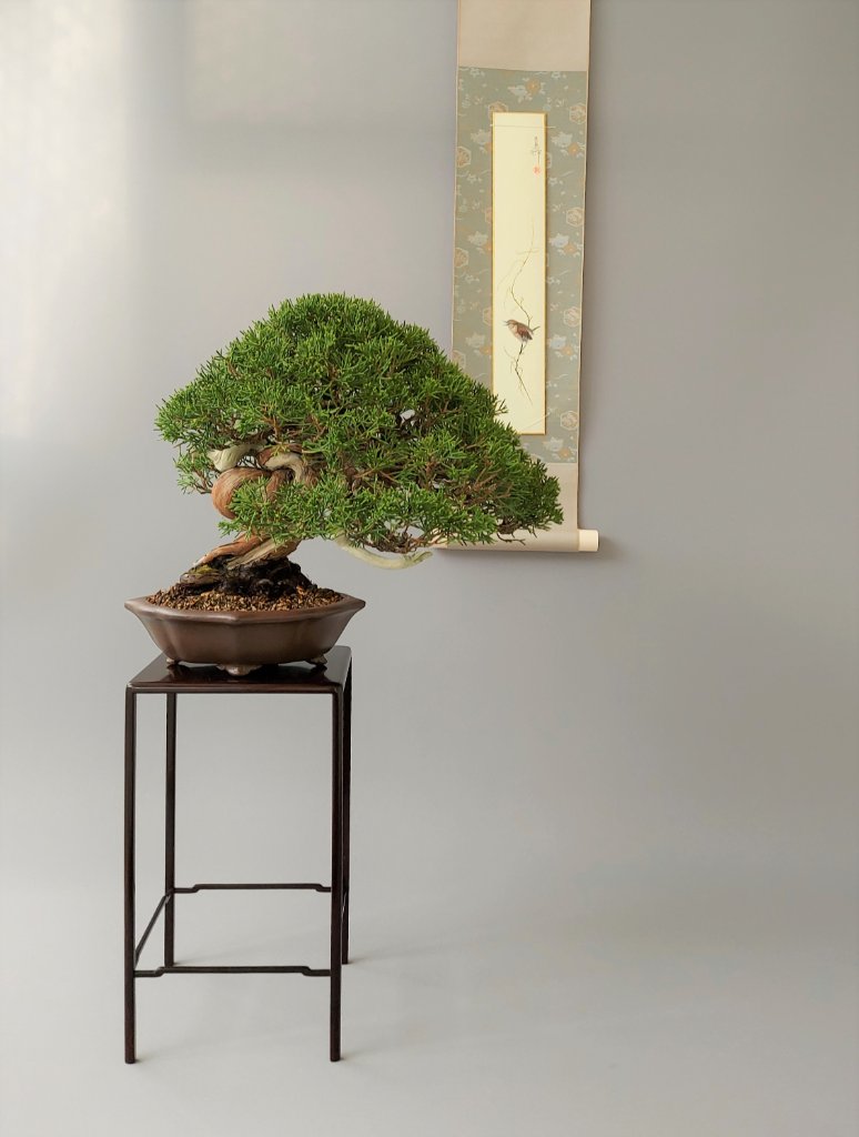 Chin. Wacholder, Juniperus chinensis, Schale China antik