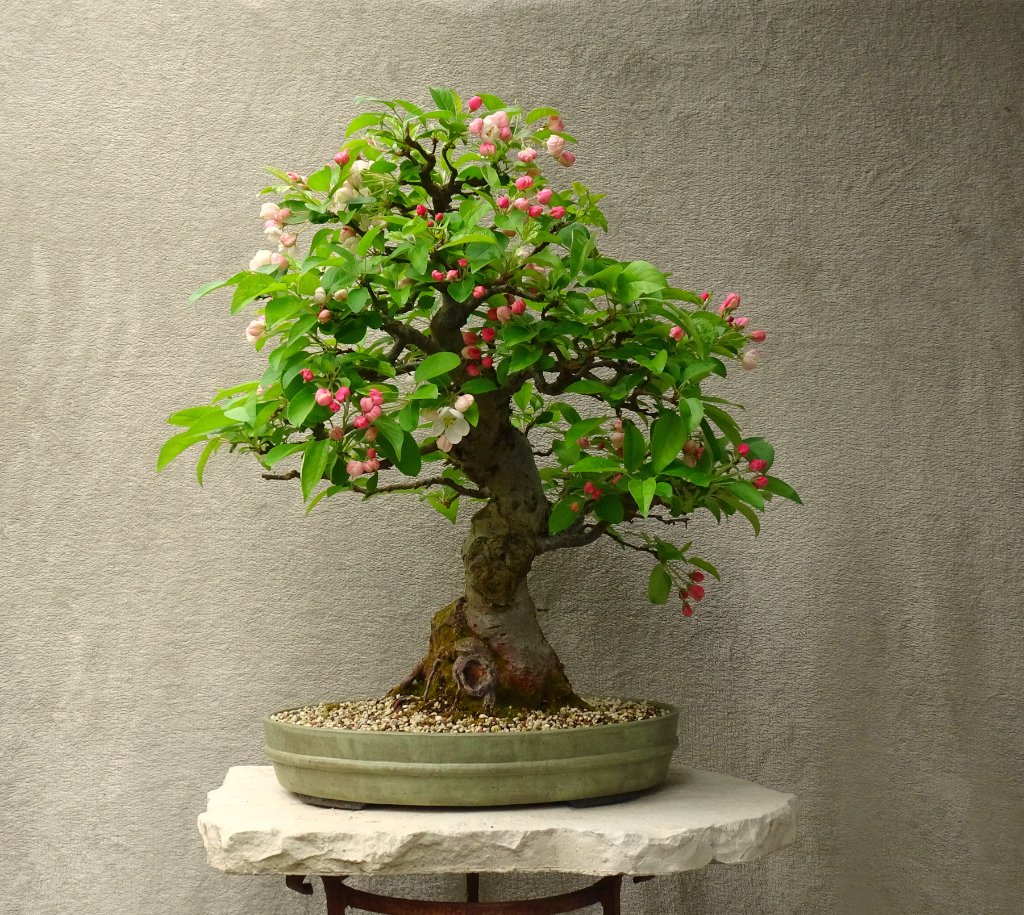 Apfel,Arco_2021_05.JPG