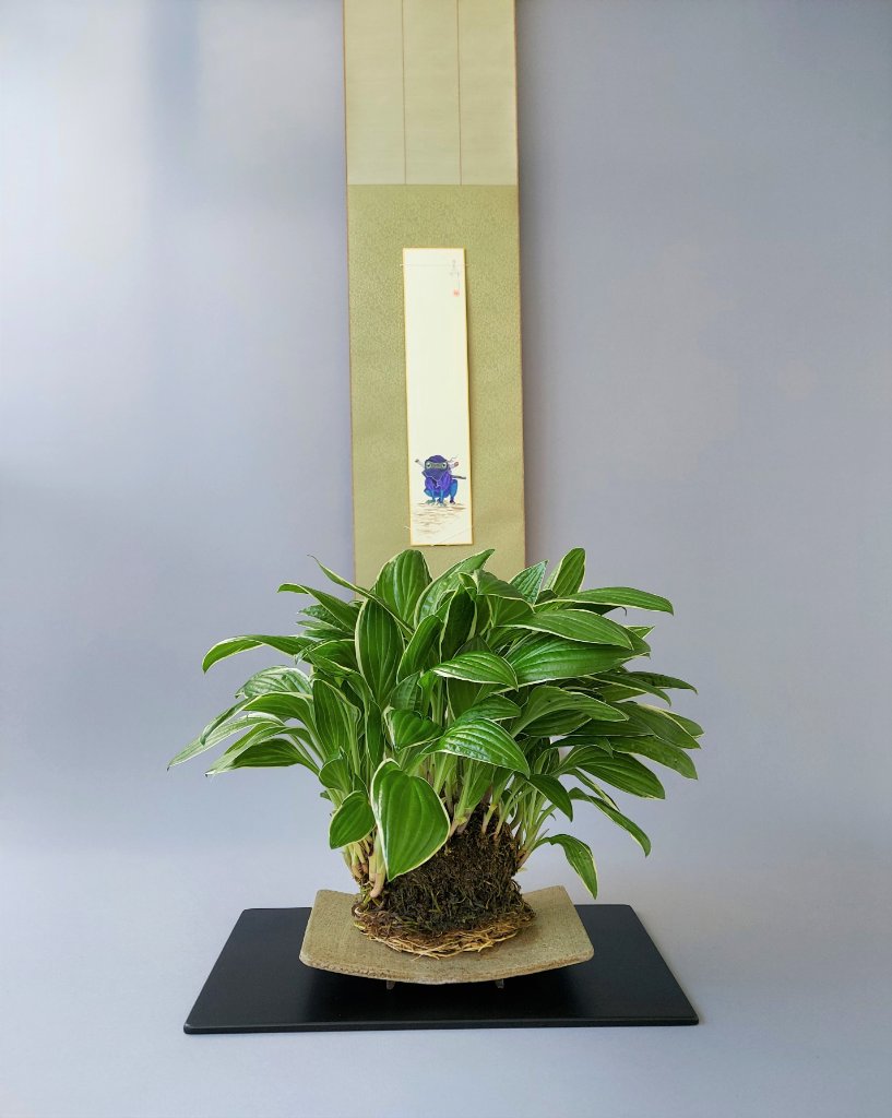 Hosta sieboldii 'Ginko Craig', Schale Sven Berthold "Grünton"
