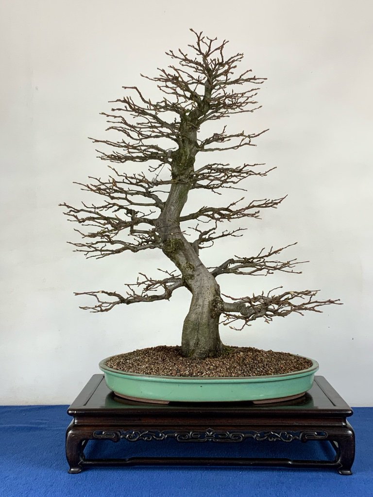 Carpinus betulus 3.jpeg