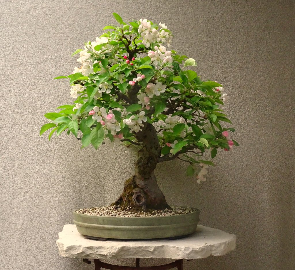 Apfel,Arco_2021_05_.JPG