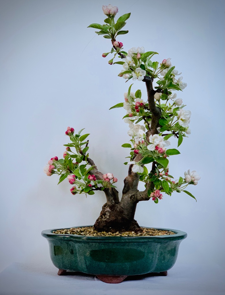 Malus evereste 10.05.21
