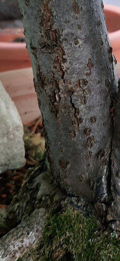 linden_bark.jpg