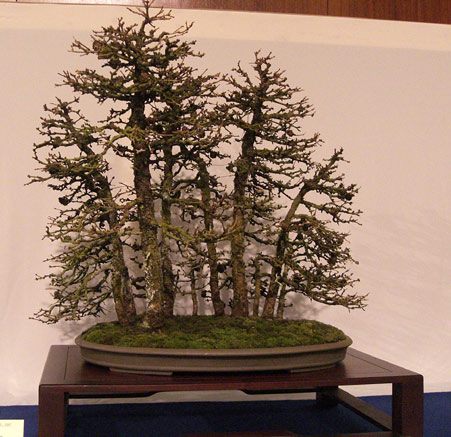 Larix.jpg