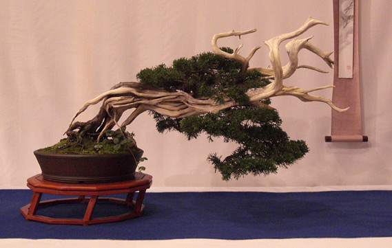 Juniperus2.jpg