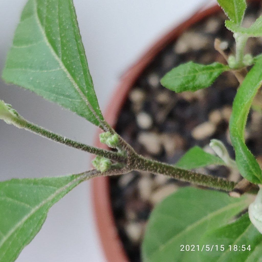 Callicarpa-01.jpg