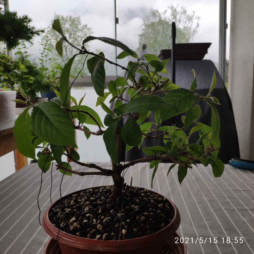 Callicarpa-02.jpg