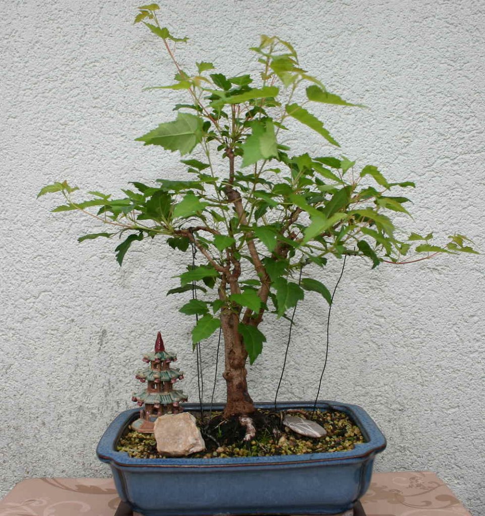 2012.JPG