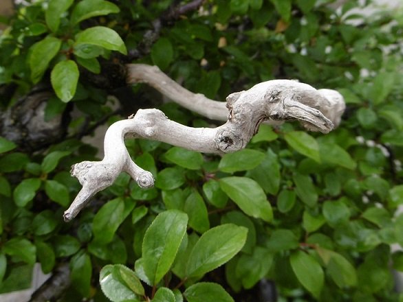 Ich habe ein paar zu lang geratene oder überflüssig gewordene Äste zu Totholz gemacht. Mal sehen, ob das Bestand hat. Der Baum fand das nicht so toll und hat die Äste z.T. weit hinter der Totholzstelle absterben lassen.