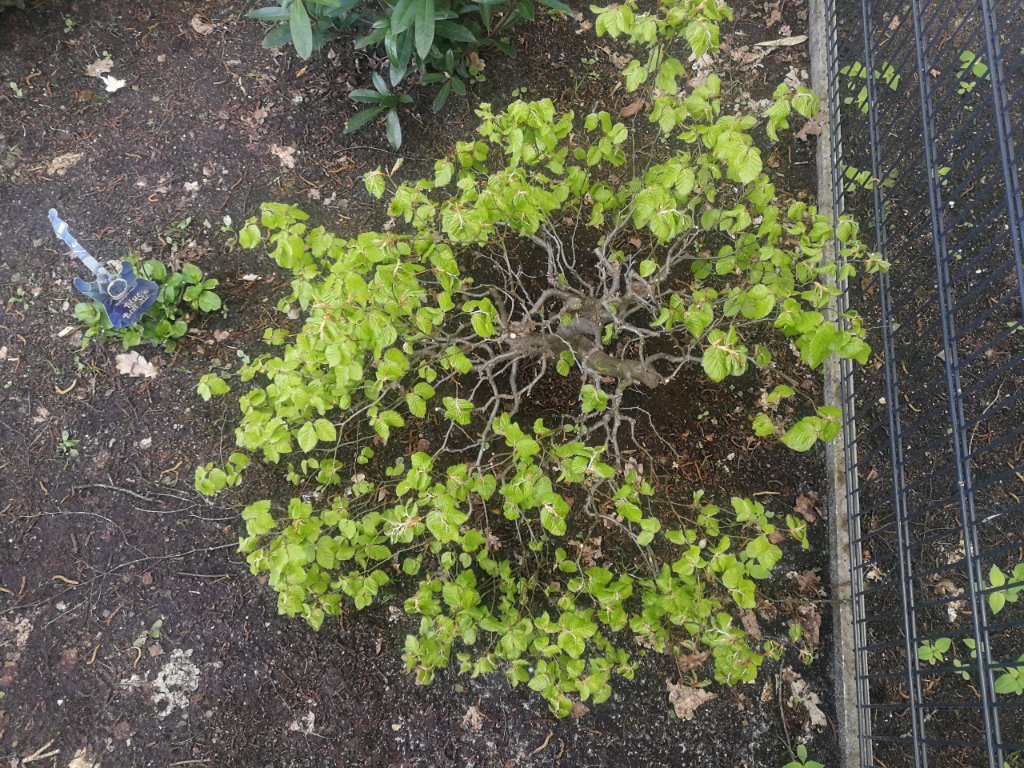 IMG_20210516_184225.jpg