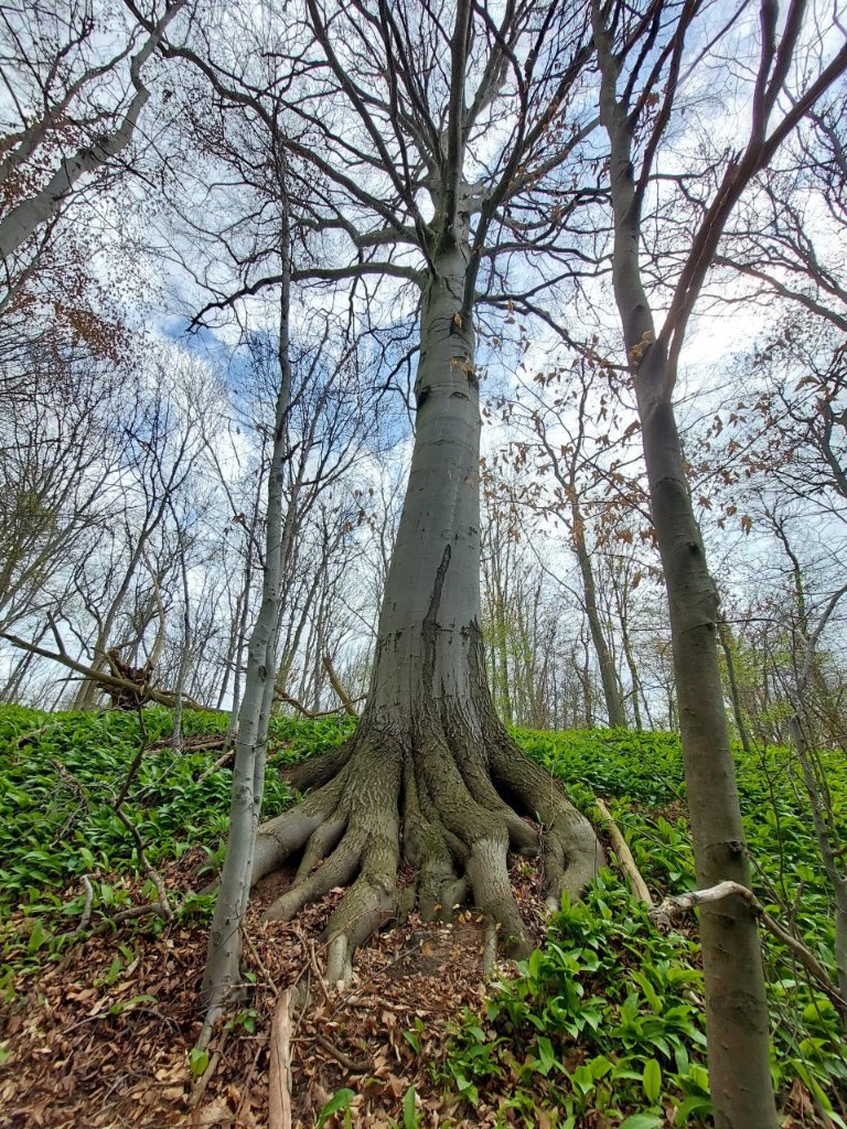 Buche.jpg