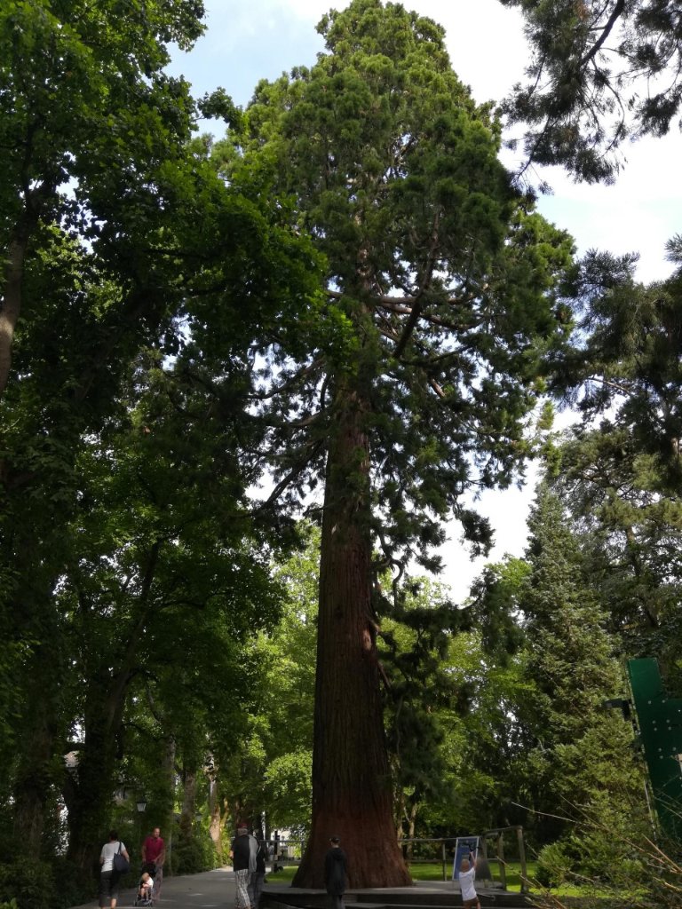 Mammutbaum_Mainau.jpg