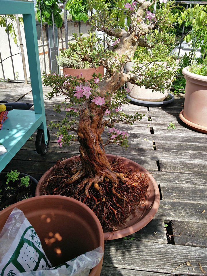einzelne Wurzeln, die sich stark überkreuzt haben aber auch abgebrochene oder abgestorbene Wurzeln sind herausgeschnitten, der Baum ist parat für die Schale.