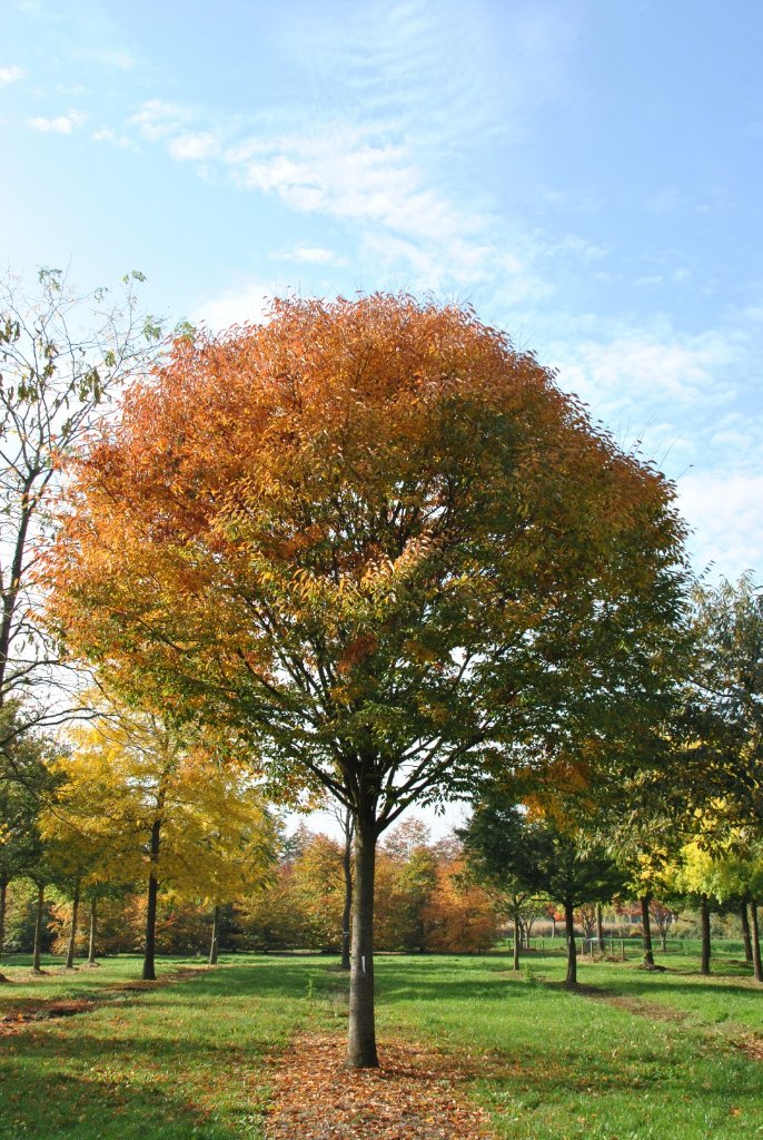 zelkova-serrata-green-vase-flekova.jpg