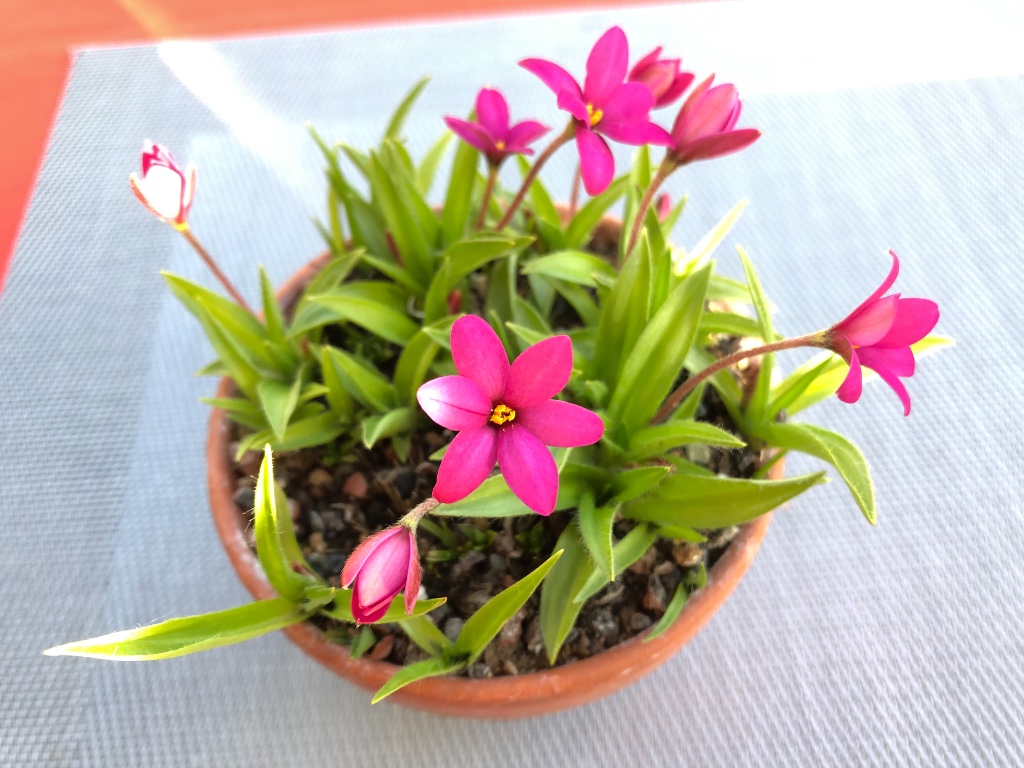 Rhodohypoxis