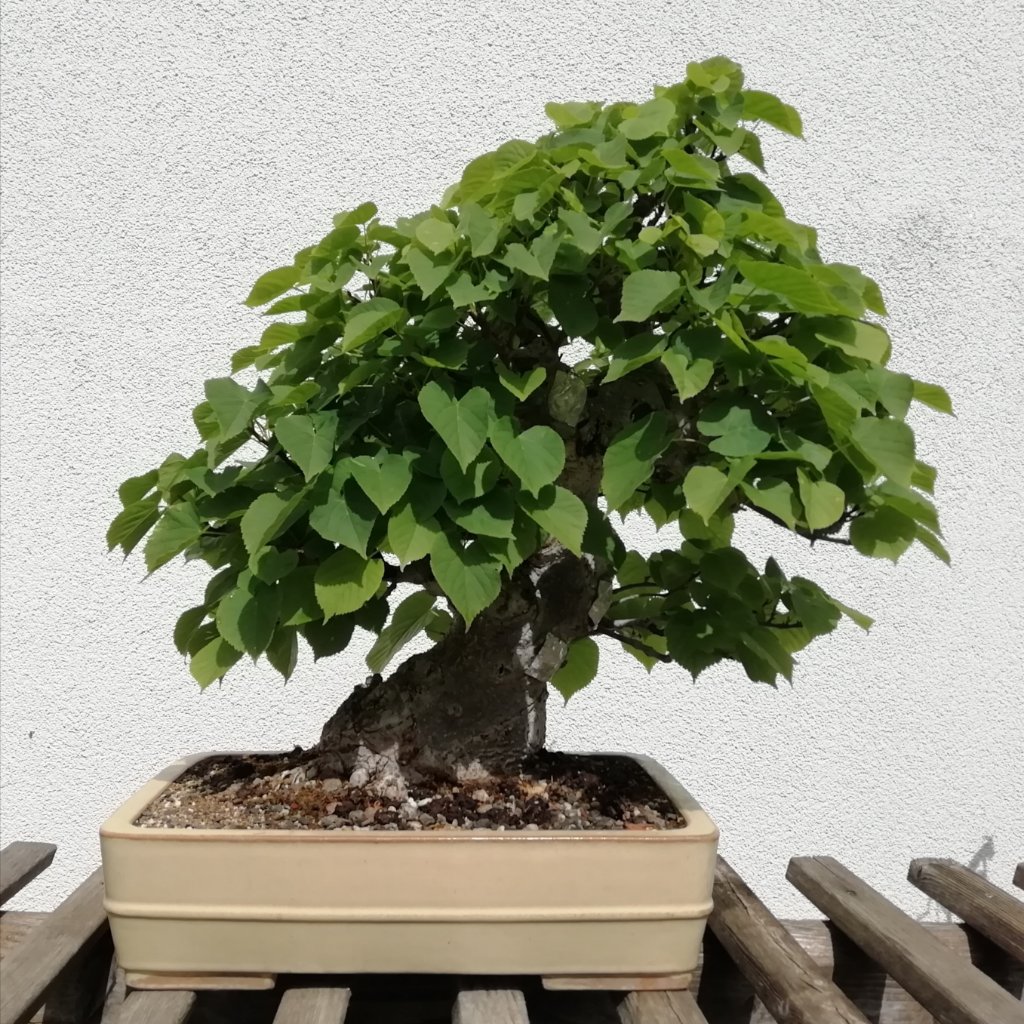 IMG_20210524_110841.jpg