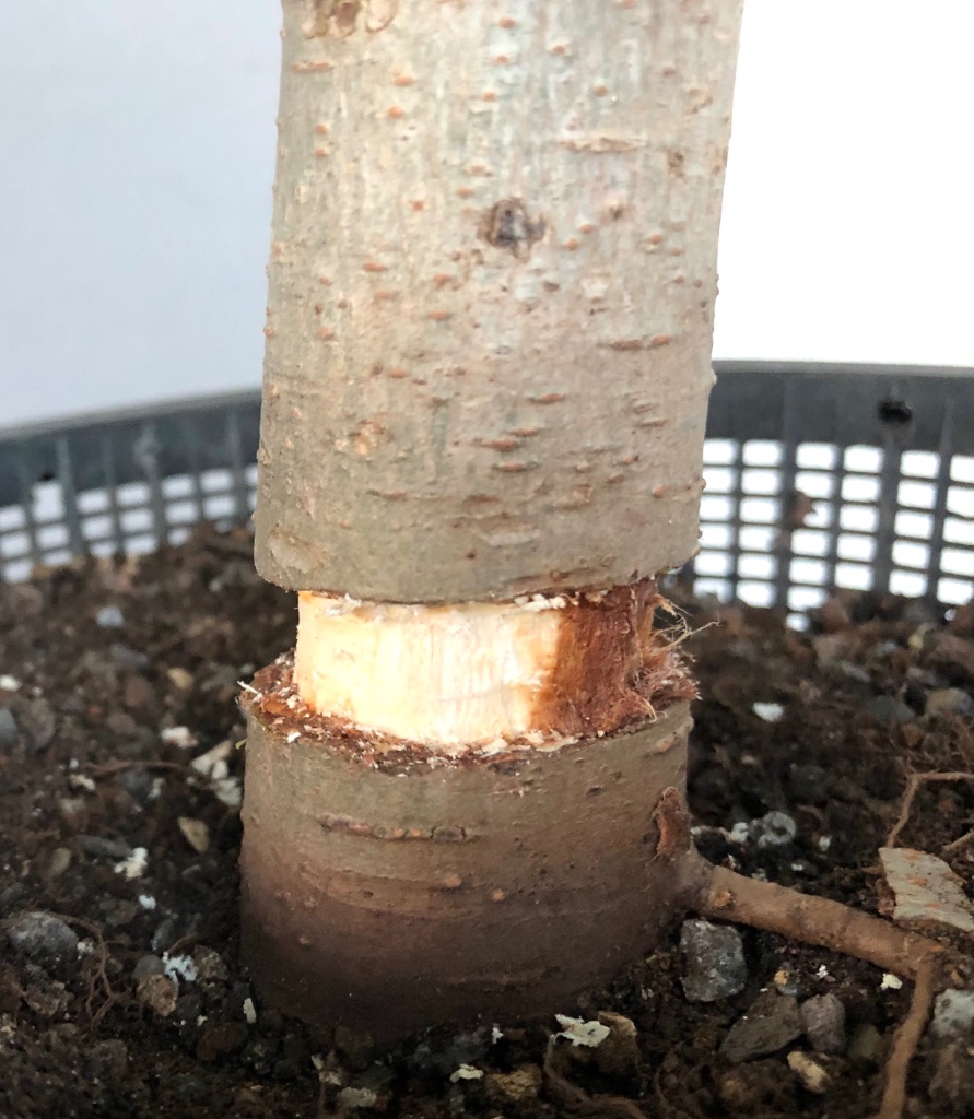 helles Holz zeigt vollständig entfernten Bast an. Der Bast färbt sich recht schnell braun.