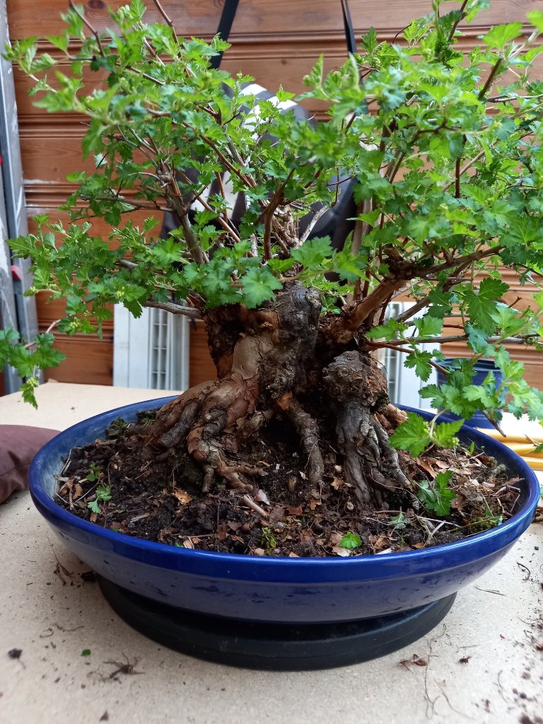 Cleaned front (2).jpg