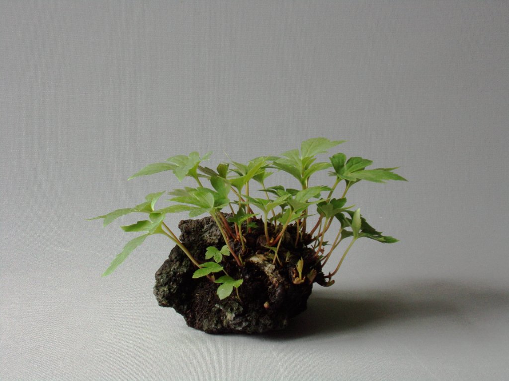 Das Ahornblatt hatte ich sicherheitshalber im FGH überwintert, obwohl sie frostunempfindlich ist. Leider gab es keine Blüten.