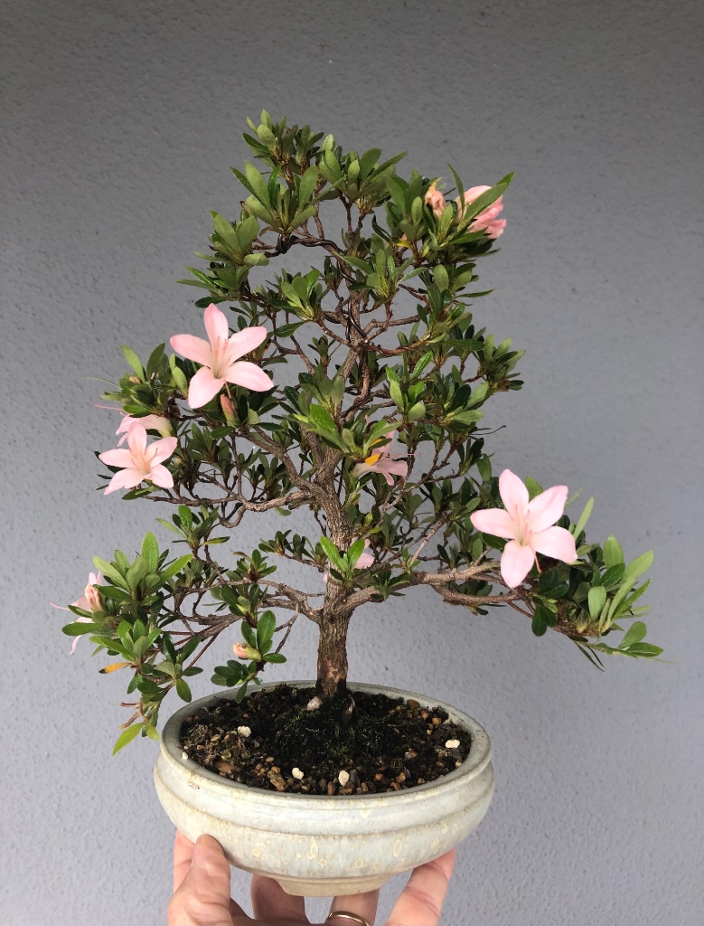 6. Mai: rosa Blüten
