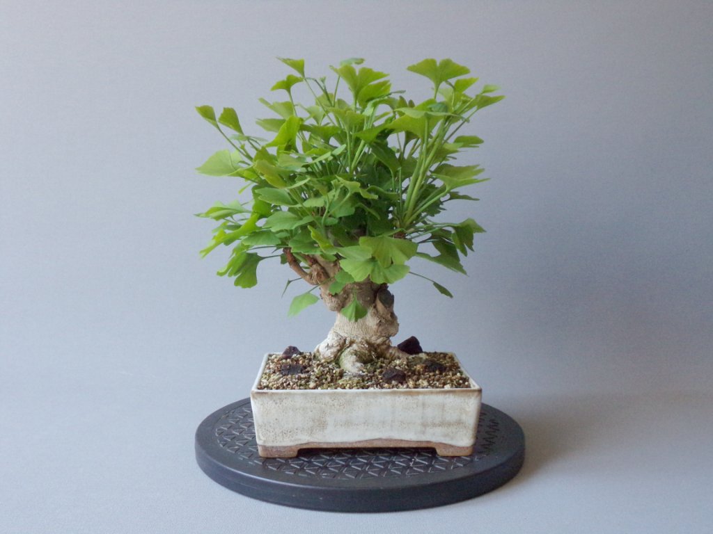Höhe vorher 25 cm