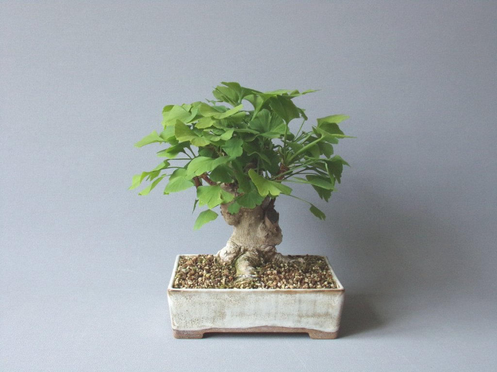 Höhe nachher 19 cm